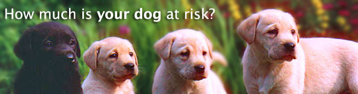 This image has an empty alt attribute; its file name is dog-risk-puppy_tcm102-136207.jpg