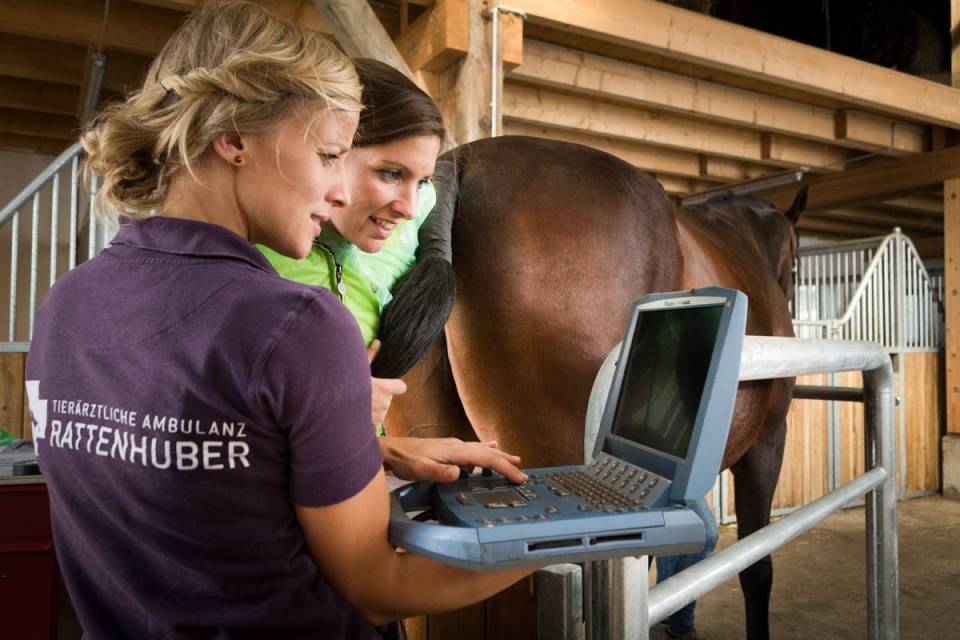 Horse laptop vet