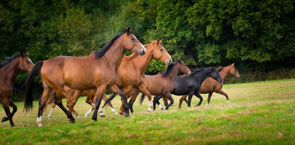 Group of horses at grass