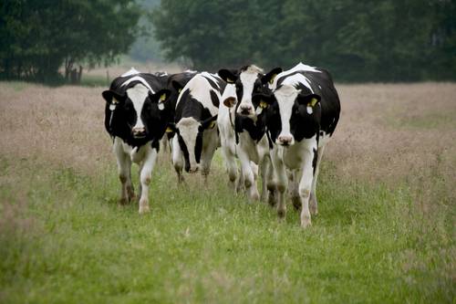 Cows at grass