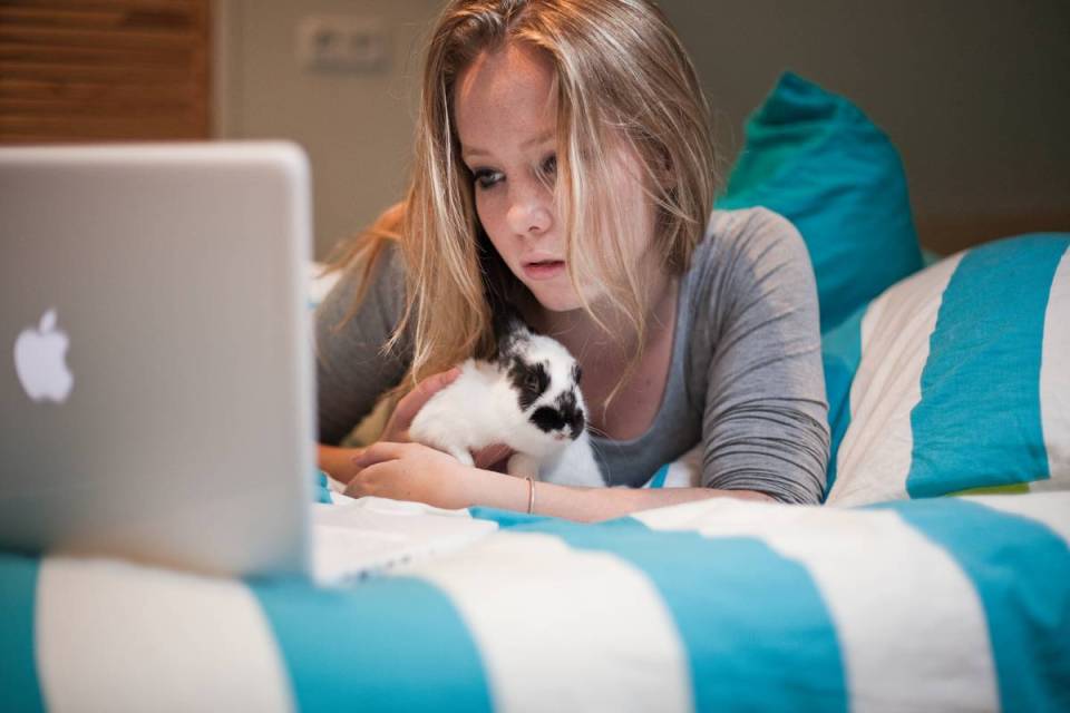 Rabbit and girl viewing laptop