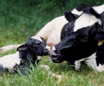 BVD lead image cow calf