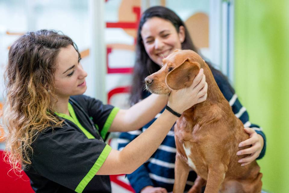 Dog vet clinic